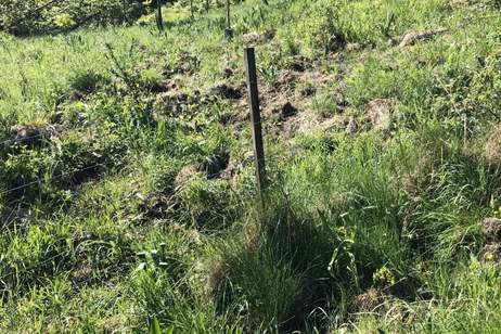 Obstbäume und Ziersträucher mit Zufahrt und Aussicht, Grund und Boden-kauf, 47.000,€, 3434 Tulln
