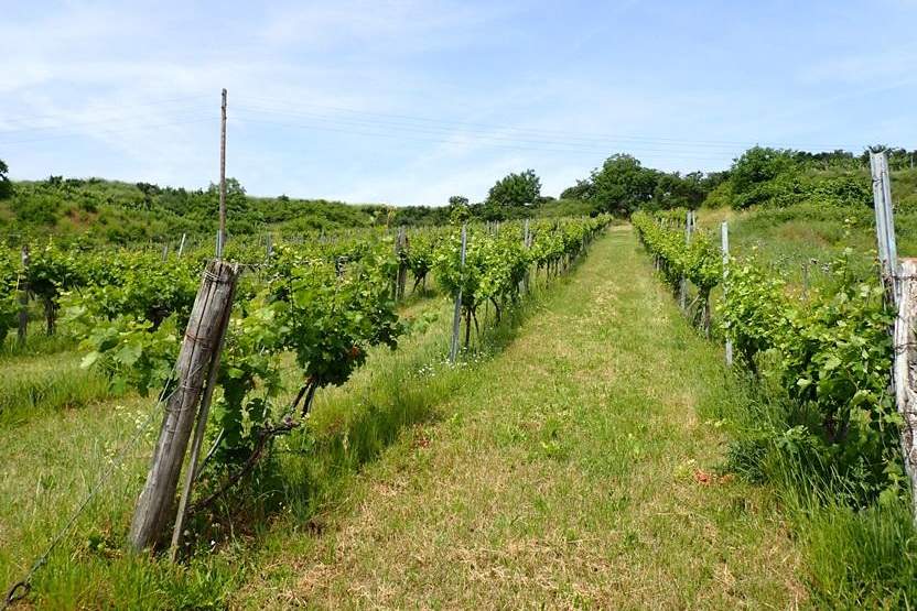 SELTENE GELEGENHEIT: WEINGÄRTEN IN ENGELMANNSBRUNN, FELS AM WAGRAM, RUPPERSTHAL UND THÜRNTHAL - WEINGARTEN, LANDWIRTSCHAFTLICHE FLÄCHE, Grund und Boden-kauf, 450.000,€, 3470 Tulln