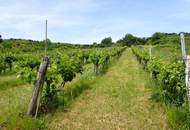 SELTENE GELEGENHEIT: WEINGÄRTEN IN ENGELMANNSBRUNN, FELS AM WAGRAM, RUPPERSTHAL UND THÜRNTHAL - WEINGARTEN, LANDWIRTSCHAFTLICHE FLÄCHE