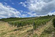 Bad Waltersdorf: Weinberge, Ackerflächen und Wald für experimentierfreudige Winzer oder Landwirte mit Vision