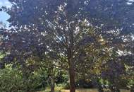 ''Komfortabel ausgestatteter Bungalow mit parkähnlichem Garten''