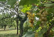 ,,Kleines Haus und großer Obstgarten in Hornstein!"