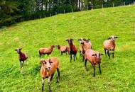 Ein Paradies in Alleinlage - Exklusives Anwesen an der Teichalm