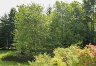 Refugium mit Waldgrundstück