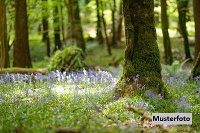 Idyllische Waldfläche im Murauen-Gebiet - Natur pur an der Mur