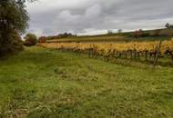 GUT BEWIRTSCHAFTETER WEINGARTEN IN HERRLICHER LAGE - WEINGARTEN, LANDWIRTSCHAFTLICHE FLÄCHEN - KEIN BAUGRUNDSTÜCK!