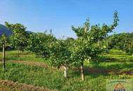 Schöner Marillengarten mit ca. 8,1 ha in Toplage in der Wachau / Donautal!