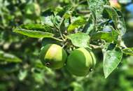 Familientraum am Wienerwald – Ein Zuhause zum Wohlfühlen in herrlicher Grünruhelage