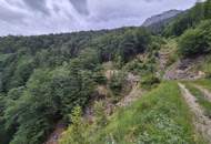 Mischwaldbestand am Kasberg mit strukturreichem Baumbestand