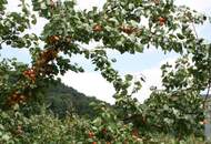 Schöner Marillengarten mit ca. 8,1 ha in Toplage in der Wachau / Donautal!