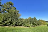 Natur pur! Grundstück mit Abrissobjekt!