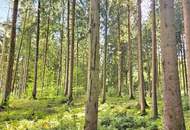 Mischwald in 5121 St. Radegund