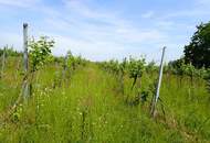 SELTENE GELEGENHEIT: WEINGÄRTEN IN ENGELMANNSBRUNN, FELS AM WAGRAM, RUPPERSTHAL UND THÜRNTHAL - WEINGARTEN, LANDWIRTSCHAFTLICHE FLÄCHE