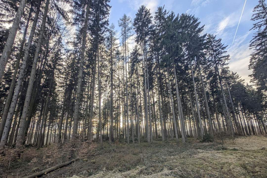 Eigener Wald als Realwert – gepflegter Forst mit sehr guter Zufahrt