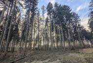 Eigener Wald als Realwert – gepflegter Forst mit sehr guter Zufahrt