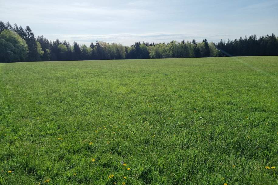 Landwirtschaftliches Grünland mit Waldfläche, Gewerbeobjekt-kauf, 5162 Salzburg-Umgebung