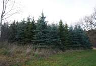 Liebevolles Landhaus mit Nebengebäude und riesigem Nutzgarten