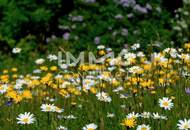 Sonnige 2-Zimmer Gartenwohnung in ruhiger Lage - Erstbezug / provisionsfrei!