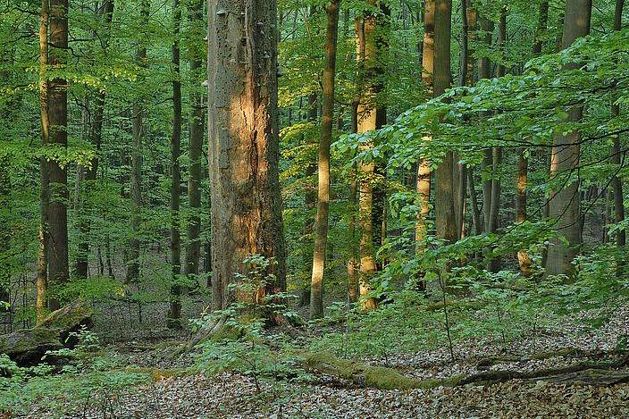 Waldparzellen in Görtschach und Vorderberg, Gewerbeobjekt-kauf, 176.685,€, 9620 Hermagor