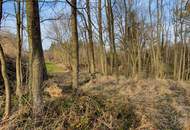 Wald und Wiese