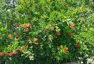 Wohnen, Leben, Land und Natur