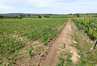 SELTENE GELEGENHEIT: WEINGÄRTEN IN ENGELMANNSBRUNN, FELS AM WAGRAM, RUPPERSTHAL UND THÜRNTHAL - WEINGARTEN, LANDWIRTSCHAFTLICHE FLÄCHE