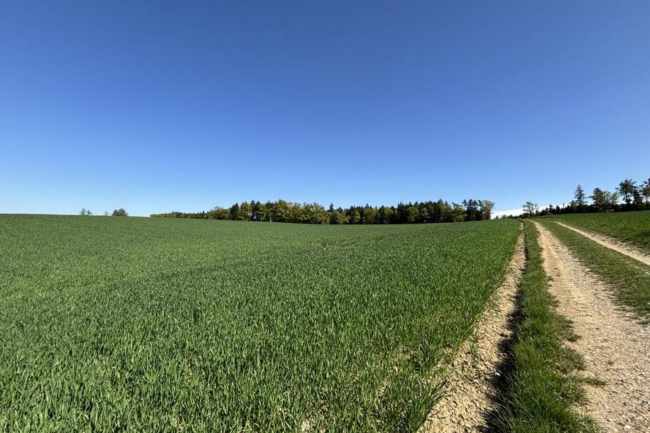 Attraktive Landwirtschaftsfläche in Eggendorf im Traunkreis, Grund und Boden-kauf, 1.944.000,€, 4622 Linz-Land