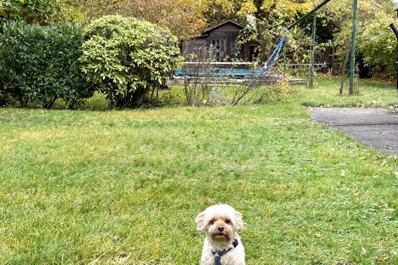 Nähe Klinik Hietzing - seltenes Altbaujuwel - Ausbaupotenzial - absolute Grünruhelage, Haus-kauf, 1.690.000,€, 1130 Wien 13., Hietzing