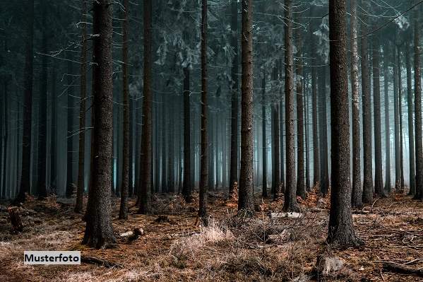 +++ Waldfläche +++, Grund und Boden-kauf, 1.930,€, 7562 Jennersdorf
