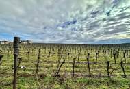 Ruhig gelegener, renovierter Weinkeller mit besonderem Flair!