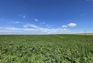 Rarität! Landwirtschaftliches Grundstück zwischen Moosbrunn und Gramatneusiedl– ca. 41.000 m² Ackerfläche zu verkaufen!