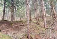 Wald im Gurktal (Provisionsfrei)