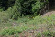 Rarität - Baugrundstück im Wald - keine Nachbarn