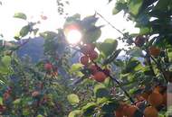 Wachauer Marille: ca. 8,1 ha Marillengärten in Toplage in der Wachau!