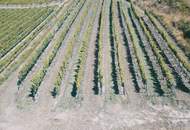 WEINGARTEN IN AUSSICHTSLAGE IM WEINBAUGEBIET WACHAU - WEINGARTEN, LANDWIRTSCHAFTLICHE FLÄCHEN - GRUNDSTÜCK IN DER WACHAU - KEIN BAUGRUNDSTÜCK!