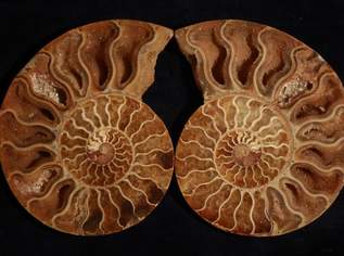 Fossilien / Ammoniten-Paar: 9,5x12cm, 199 €, Marktplatz-Sammlungen & Haushaltsauflösungen in 1200 Brigittenau Fossilien / Ammoniten-Paar: 9,5x12cm, 199 €, Marktplatz-Sammlungen & Haushaltsauflösungen in 1200 Brigittenau