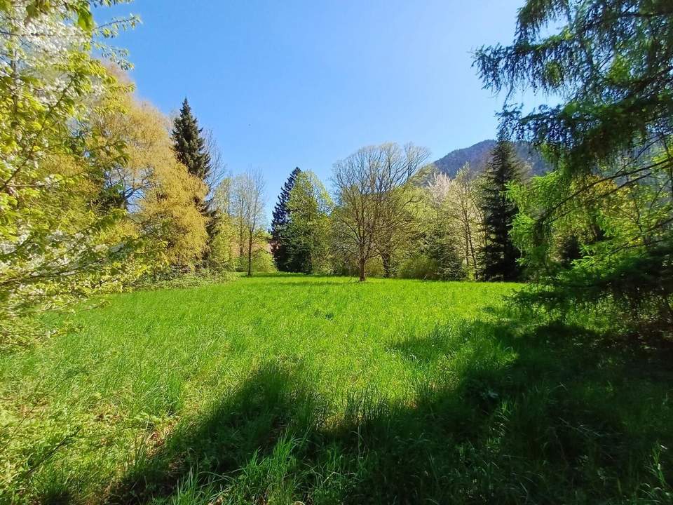 Traumhaftes, sonniges Grundstück mit altem Baumbestand mitten im Almtal, in erhöhter, idyllischer Natur-Ruhelage!