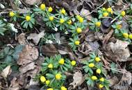 Perfekt gestyltes Apartment im Herzen von Klöch - mit guter Vermietungsmöglichkeit!