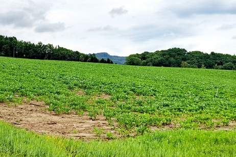 ACKER OBERGRABEN - ZUM VERKAUF, Grund und Boden-kauf, 490.000,€, 3386 Sankt Pölten(Land)