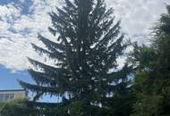 Top-Lage in Perchtoldsdorf – Sanierungsbedürftiges Haus mit großem Potenzial