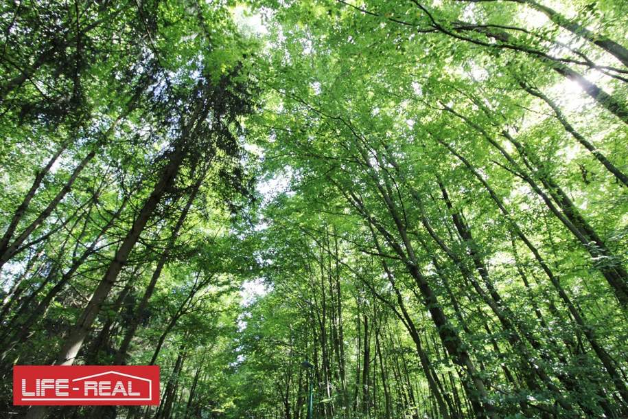 Investieren Sie in die Zukunft! Ein Waldgrundstück mit guter Zufahrt, Nähe Johannes Kepler Universität Linz, Grund und Boden-kauf, 221.000,€, 4040 Linz(Stadt)