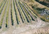 WEINGARTEN IN AUSSICHTSLAGE IM WEINBAUGEBIET WACHAU - WEINGARTEN, LANDWIRTSCHAFTLICHE FLÄCHEN - GRUNDSTÜCK IN DER WACHAU - KEIN BAUGRUNDSTÜCK!