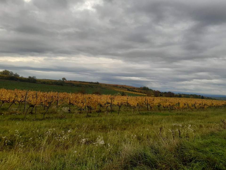 GUT BEWIRTSCHAFTETER WEINGARTEN IN HERRLICHER LAGE - WEINGARTEN, LANDWIRTSCHAFTLICHE FLÄCHEN - KEIN BAUGRUNDSTÜCK!