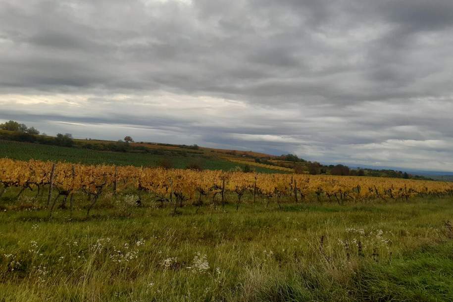 GUT BEWIRTSCHAFTETER WEINGARTEN IN HERRLICHER LAGE - WEINGARTEN, LANDWIRTSCHAFTLICHE FLÄCHEN - KEIN BAUGRUNDSTÜCK!, Grund und Boden-kauf, 47.415,€, 3550 Krems(Land)