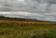 GUT BEWIRTSCHAFTETER WEINGARTEN IN HERRLICHER LAGE - WEINGARTEN, LANDWIRTSCHAFTLICHE FLÄCHEN - KEIN BAUGRUNDSTÜCK!