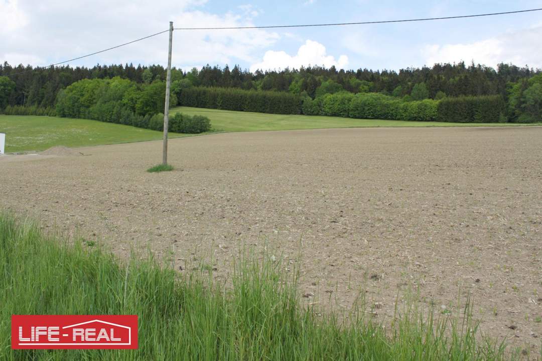 sonniges Grünland mit Wald