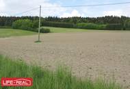 sonniges Grünland mit Wald