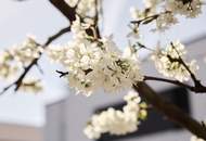 Sonnige 4 Zi Gartenwohnung in Ruhelage (S-Bahn Liesing Nähe) mit Garage