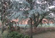 Einfamilienhaus im Innenhof – sanierungsbedürftiges Haus in ruhiger Lage des 21. Bezirks