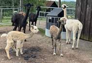 ALPAKAHOF MIT KOMPLETTEM VIEHBESTAND UND ZUBEHÖR ! Rarität! Bauernhof mit ca. 2,7 ha Weide!